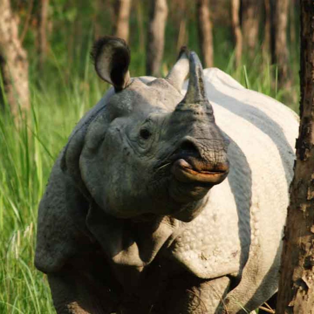 20 reasons to visit nepal in 2020 | rhino in nepal chitwan national park